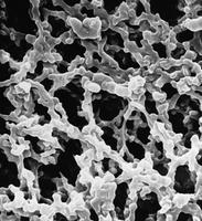 默克密理博/Millipore_HABG01300_MF-Millipore 表面滤膜_混合纤维素酯 亲水 0.45μm 13mm 黑色 网格