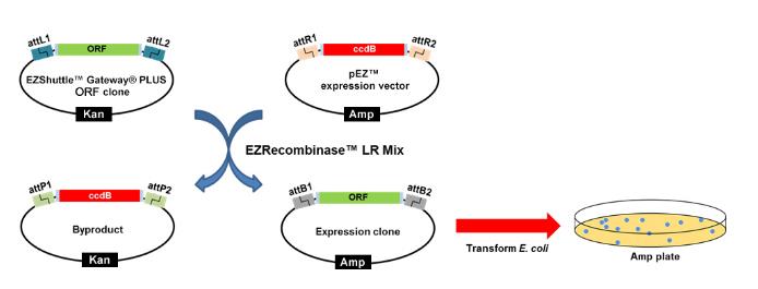 RCBM-1001-020_GeneCopoeia LR Recombinase Enzyme Mix kit_20 rxn - 