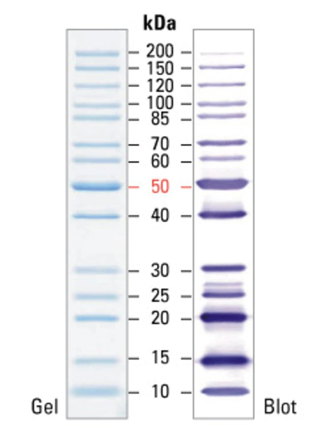 26614_thermo PageRuler™ Unstained Protein Ladder 试剂_2 x 250 μL - 