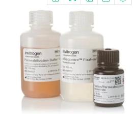 热电/Thermofisher_00-5523-00_eBioscience™ Foxp3 试剂_1 kit，2-8度 - 