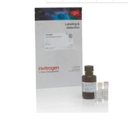 热电/Thermofisher_Q33230_Qubit™ 1X dsDNA HS Assay Kit 试剂_100 assays - 