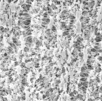 默克密理博/Millipore_JAWP02500_Omnipore Membrane PTFE过滤膜_PTFE  hydrophilic 1.0μm 25mm  white plain