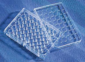 Costar 48孔板，TC表面，灭菌，单个包装，1个/包，100包/箱;Costar 48 Well Clear, Tissue Culture-Treated  Multiple Well Pla