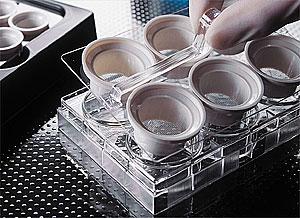 NETWELL载体盘 12 孔15mm 单个包装;Costar Netwell 12 Well Carrier Kit for 15mm Inserts, Nonsterile, 8/Case