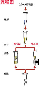 AxyPrep DNA Gel Extraction Kit；AxyPrep DNA凝胶回收试剂盒