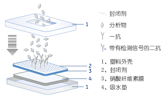 whatmanCF6吸收垫8116-2750 8116-22508116-2750 8116-2250
