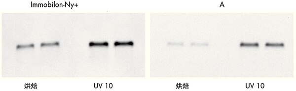 密理博带正电尼龙卷膜 0.45um 30CM*3.3MINYC00010