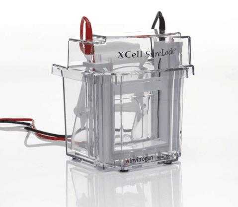 热电/Thermofisher_EI0001_小型电泳槽_1 unit