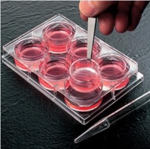 碧迪/BD_353504_细胞小室_24孔 细胞培养池配套用板
