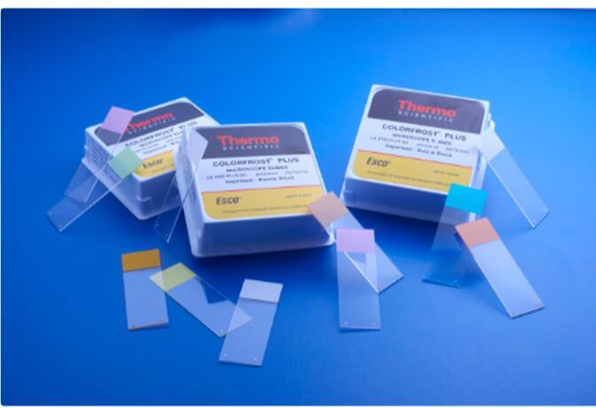 热电/Thermofisher_9951APLUS_Superfrost载玻片 Plus Microscope Slides_75 x 25mm    圆形边 Aqua