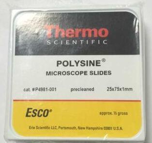 热电/Thermofisher_P4981-001_多聚赖氨酸防脱载玻片_25*75*1mm