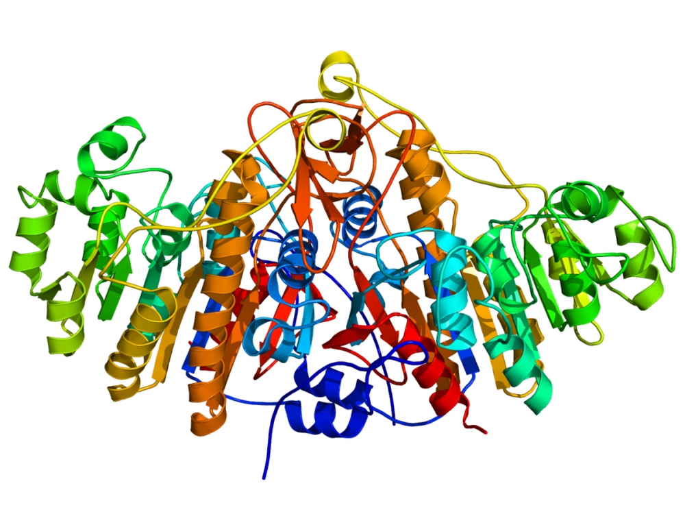 碱性磷酸酶[CIAP]    货号11901