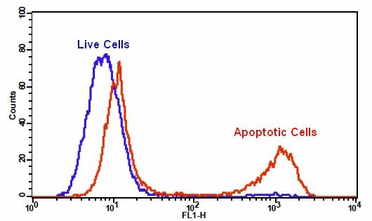 Cell Meter 通用Caspase活性荧光法检测试剂盒 绿色荧光 适合于流式细胞检测     货号22821