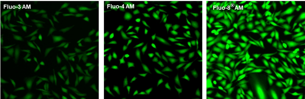 钙离子荧光探针Fluo-8H, AM    货号21090