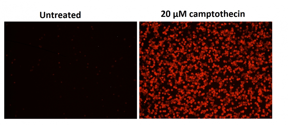 Cell Meter 磷脂酰丝氨酸凋亡检测试剂盒 红色荧光,适合微孔板检测     货号22792