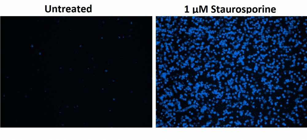 Cell Meter 磷脂酰丝氨酸凋亡检测试剂盒 蓝色荧光,适合微孔板检测     货号22790