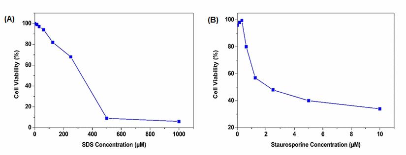 Cell Meter 比色法WST-8细胞定量试剂盒    货号22771