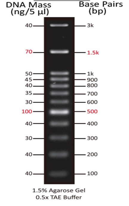 ReadiUse 100 bp DNA Ladder    货号60071