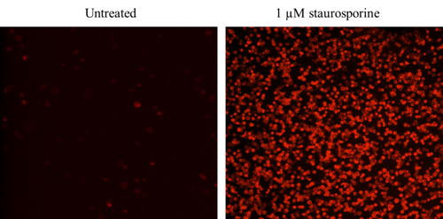 Cell Meter Annexin V凋亡检测试剂盒 红色荧光 适合流式细胞检测     货号22826