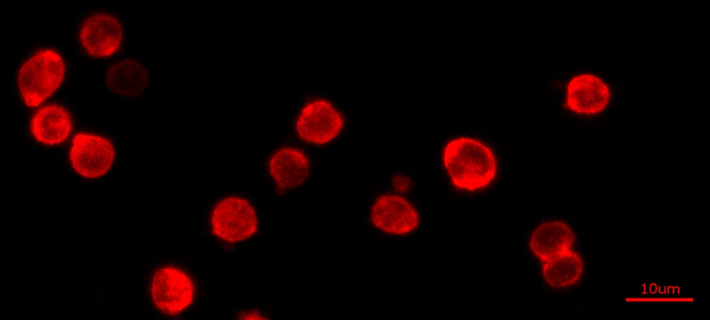 Cell Navigator 细胞膜染色试剂盒 红色荧光     货号22681