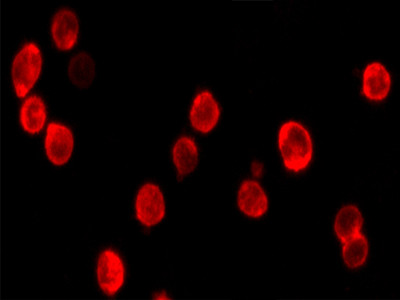 Cell Navigator 细胞膜染色试剂盒 红色荧光     货号22681