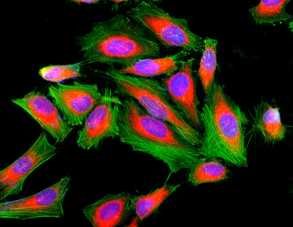 Cell Navigator F-肌动蛋白（F-Actin）标记试剂盒 绿色荧光     货号22661