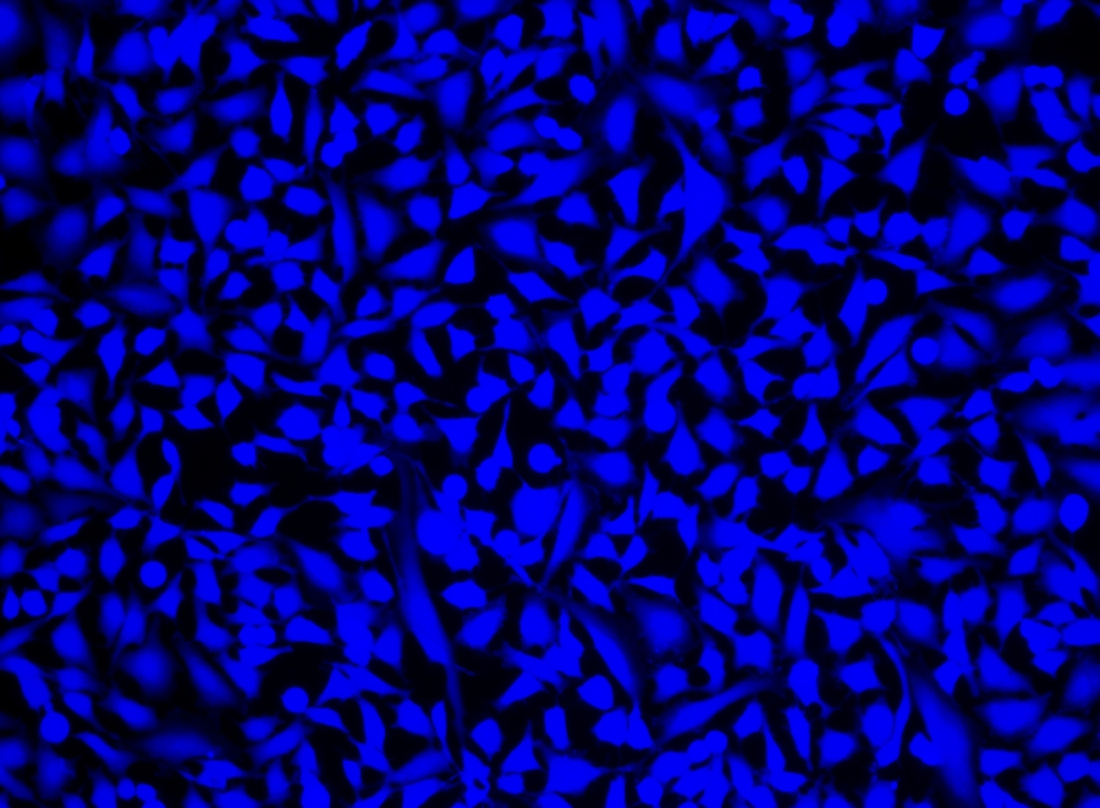 Cell Explorer 活细胞标记试剂盒 蓝色荧光     货号22606