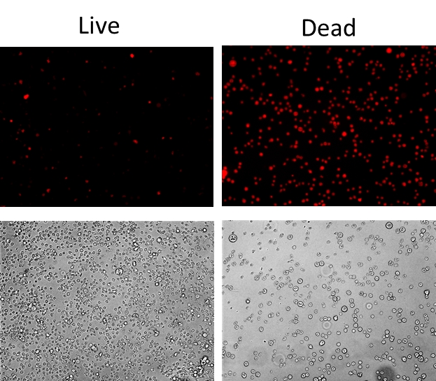 Live or Dead 固定化死细胞标记试剂盒 橙色荧光     货号22602