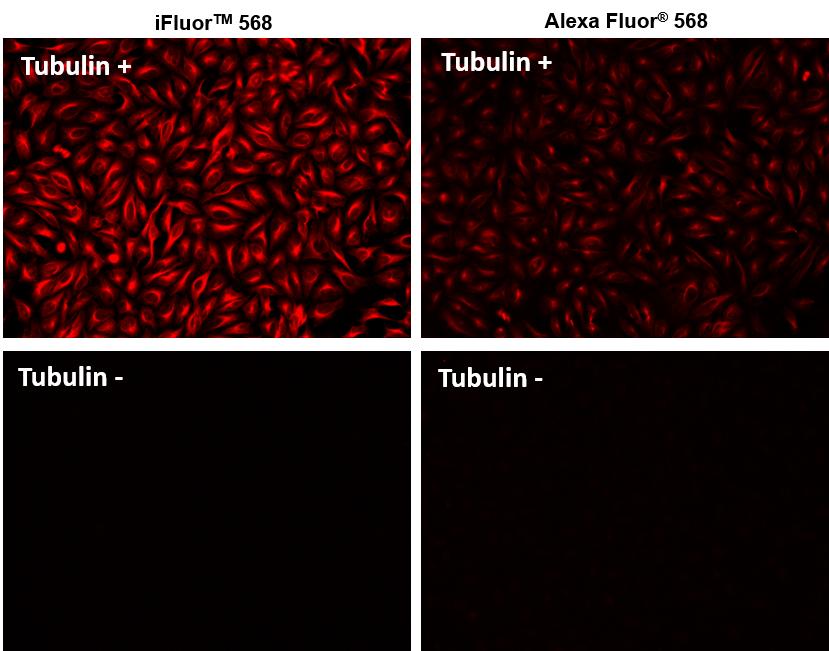 iFluor 568羊抗鼠免疫球蛋白(H+L)*交叉亲和 降低干扰*    货号16777