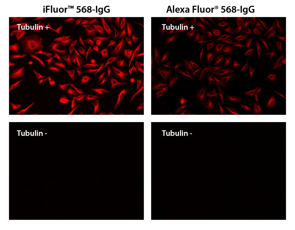 iFluor 568羊抗鼠免疫球蛋白(H+L)*交叉亲和 降低干扰*    货号16777