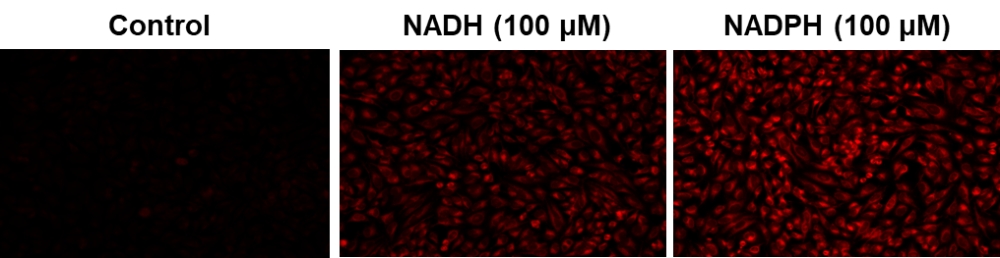 Cell Meter 细胞内NADH / NADPH荧光成像试剂盒 深红色荧光     货号15295