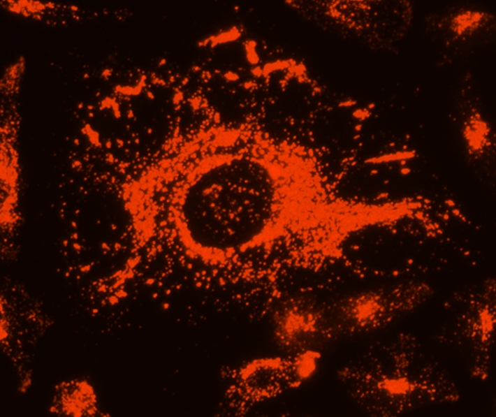 Cell Navigator 溶酶体标记试剂盒 深红色荧光    货号22659