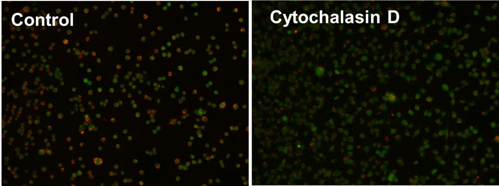 Cell Meter 荧光法吞噬检测试剂盒 红色荧光     货号21225