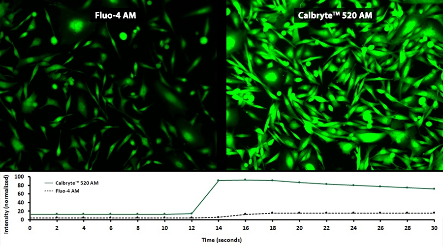 新型钙离子荧光探针Calbryte 520, AM *细胞渗透性*    货号20651