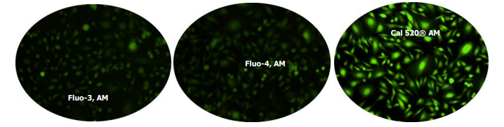 钙离子荧光探针Fluo-5F, 五钾盐   货号20562