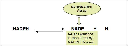 Amplite NADP+/NADPH检测试剂盒（荧光法） 红色荧光    货号15259