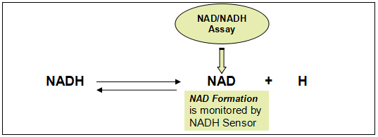 Amplite NAD+/NADH检测试剂盒(比色法)    货号15258
