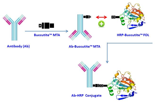 Buccutite 过氧化物酶（HRP）抗体偶联试剂盒 适合标记25ug蛋白     货号5505