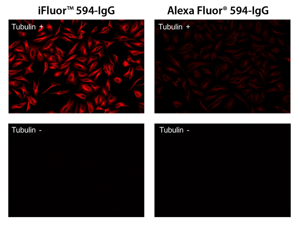 iFluor 594琥珀酰亚胺酯    货号71029