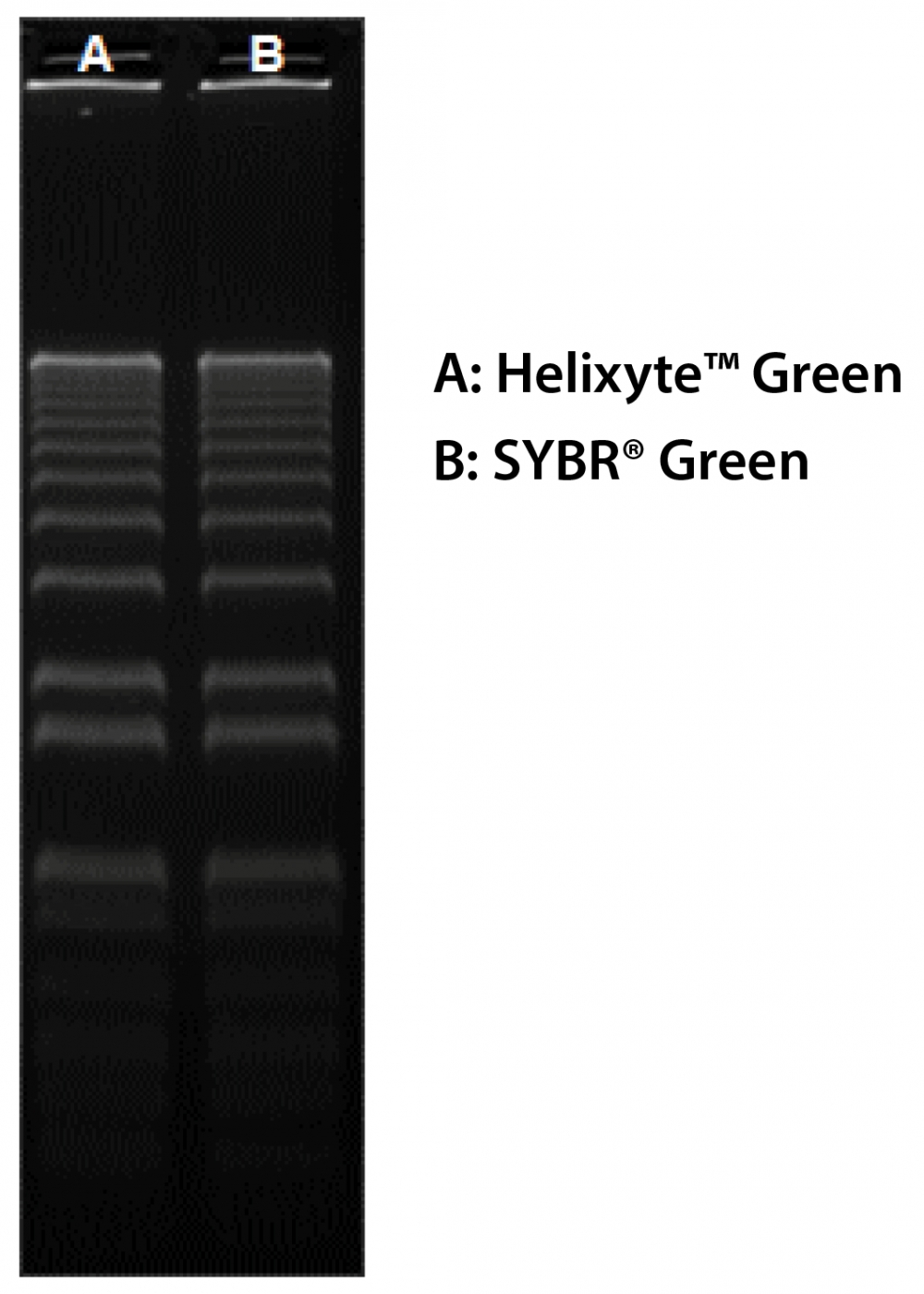 Cyber Green 核酸凝胶染料 [相当于 SYBR® Green] *10,000X DMSO 溶液*    货号17604