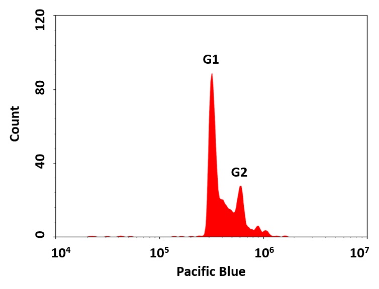 Cell Meter 荧光法细胞周期检测试剂盒 405nm激发     货号22845