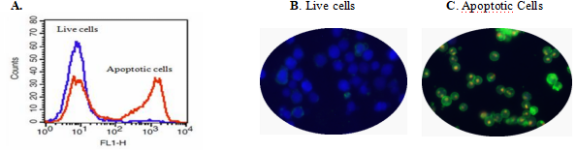 Cell Meter 细胞凋亡和细胞坏死检测试剂盒 三色荧光    货号22840