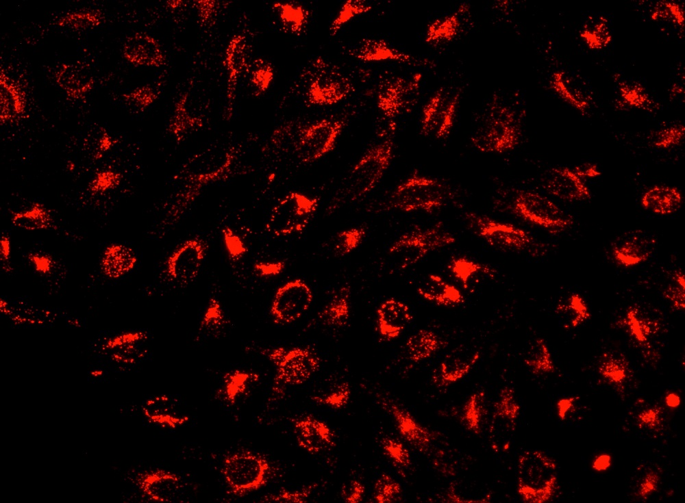 LysoBrite 溶酶体近红外荧光探针    货号22641