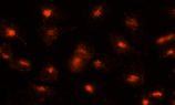 LysoBrite 溶酶体近红外荧光探针    货号22641