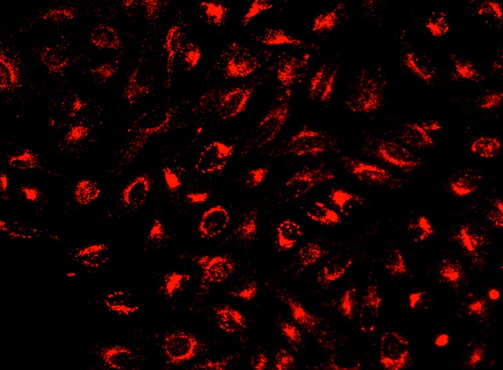 Cell Explorer 活细胞示踪试剂盒 深红色荧光     货号22624