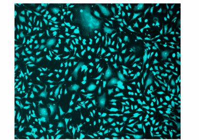 Cell Explorer 活细胞标记试剂盒 绿色荧光，在405nm激发     货号22615