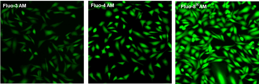 钙离子荧光探针Fluo-8FF, AM     货号21104