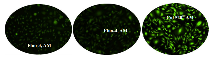 钙离子荧光探针Quin-2, 四钾盐 CAS 149022-19-5    货号21052