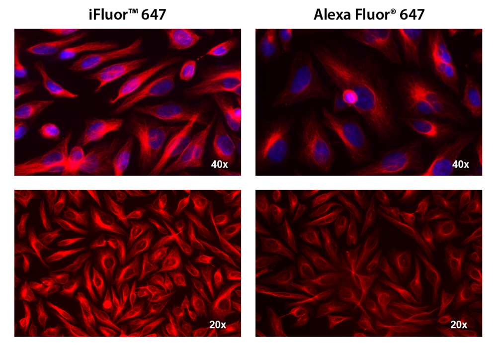iFluor 647羊抗鼠免疫球蛋白(H+L) 交叉亲和 降低干扰     货号16562