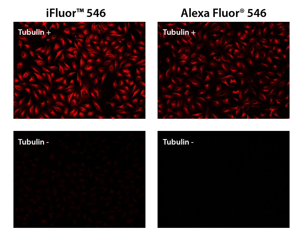 iFluor 546羊抗鼠免疫球蛋白(H+L)    货号16457